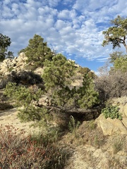 Mirabilis multiflora