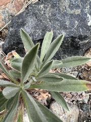 Oreocarya thompsonii