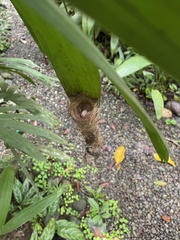 Phaethornis striigularis