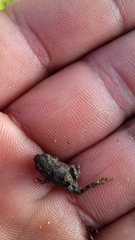 Anaxyrus compactilis