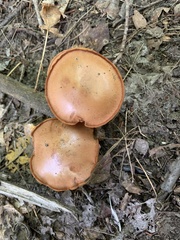 Chalciporus