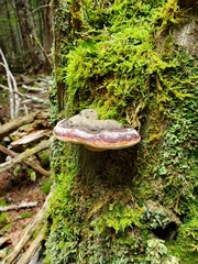 Fomitopsis mounceae