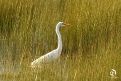 Ardea alba modesta