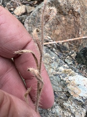 Oreocarya thompsonii