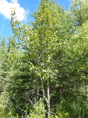 Populus balsamifera