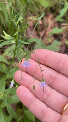 Campanula divaricata