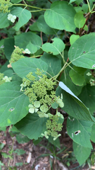 Hydrangea arborescens