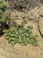 Mirabilis multiflora