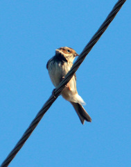 Emberiza pusilla