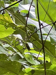 Phaethornis striigularis