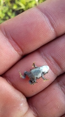 Anaxyrus compactilis