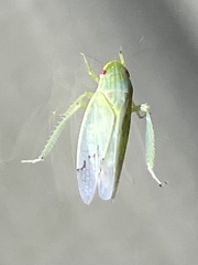 Gyponana