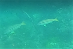 Mulloidichthys vanicolensis