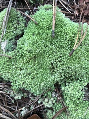 Leucobryum