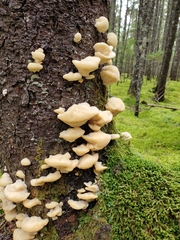 Climacocystis borealis