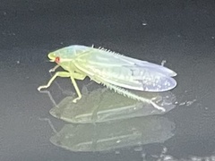 Gyponana
