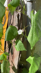 Ipomoea lacunosa