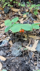 Prosartes hookeri