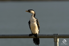 Microcarbo melanoleucos