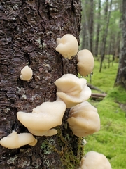 Climacocystis borealis