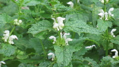 Lamium album