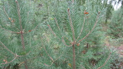 Pinus sylvestris