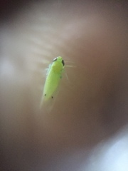Amrasca biguttula
