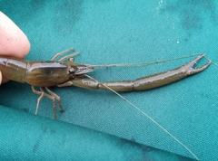 Macrobrachium japonicum