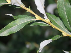 Salix × dichroa