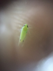 Amrasca biguttula