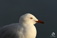 Chroicocephalus novaehollandiae