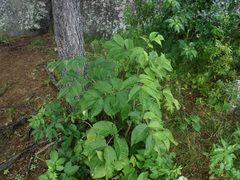 Sambucus racemosa
