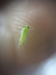 Amrasca biguttula