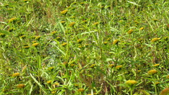 Bidens radiata