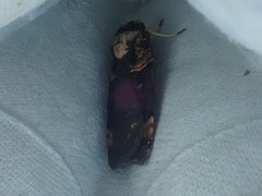 Pseudohermonassa bicarnea