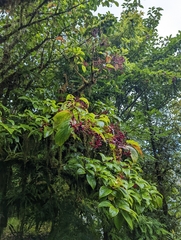 Sterculia monosperma