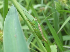 Conocephalus exemptus