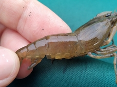 Macrobrachium japonicum