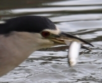 Hemiculter leucisculus