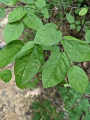 Amelanchier arborea