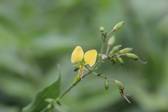 Aneilema aequinoctiale