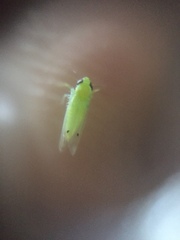 Amrasca biguttula