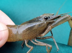 Macrobrachium japonicum