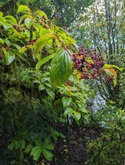 Sterculia monosperma