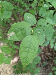 Amelanchier arborea