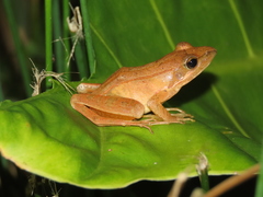 Rana longicrus