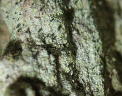 Microcalicium disseminatum