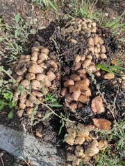 Coprinellus