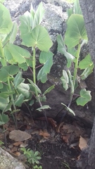 Roldana sessilifolia