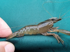 Macrobrachium japonicum